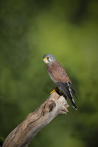 Beautiful portrait of Kestrel Falco Tinnunculus in studio setting on mottled green nature background