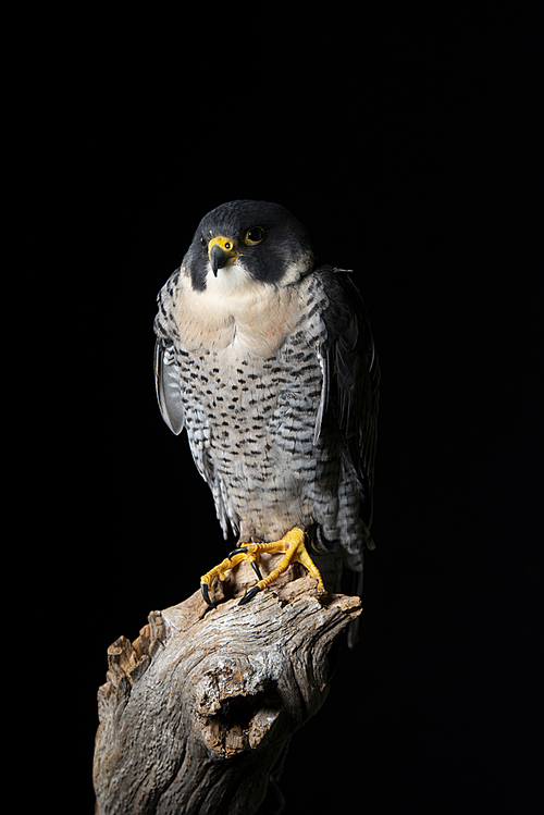 Beautiful portrait of Peregrine Falcon Falco Peregrinus in studio setting with dramatic lighting on black background