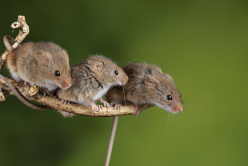 Cute harvest mice micromys minutus on wooden stick with neutral green background in nature