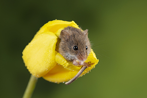 Cute harvest mice micromys minutus on yellow tulip flower foliage with neutral green nature background