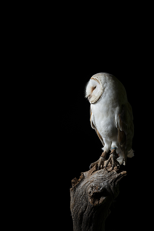 Beautiful portrait of Snowy Owl Bubo Scandiacus in studio setting isolated on black background with dramatic lighting