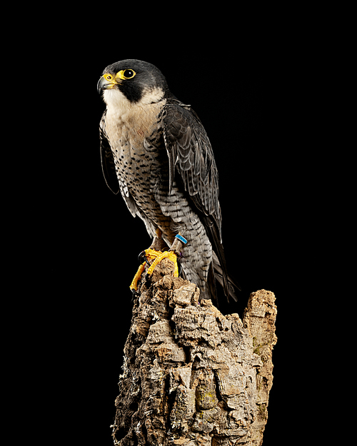 Beautiful portrait of Peregrine Falcon Falco Peregrinus in studio setting with dramatic lighting on black background