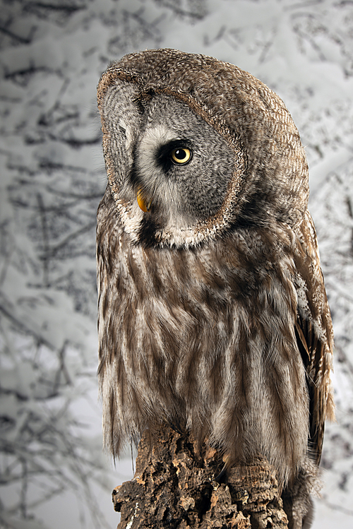 Beautiful portrait of Great Grey Owl Strix Nebulosa in studio setting with snowy Winter background