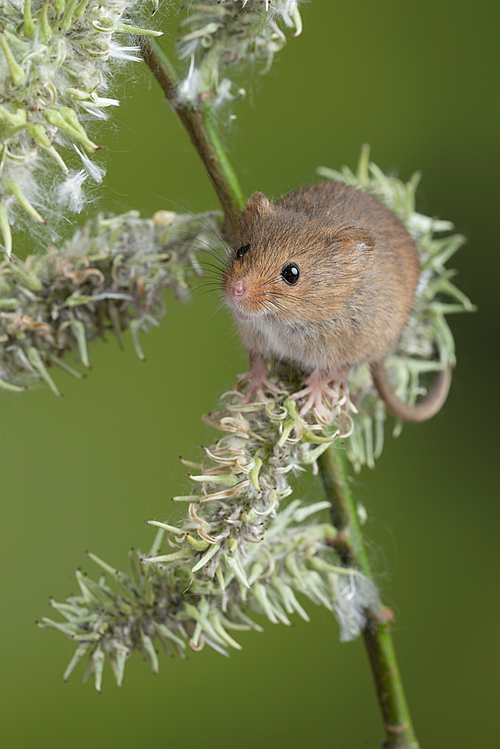 Cute harvest mice micromys minutus on white flower foliage with neutral green nature background