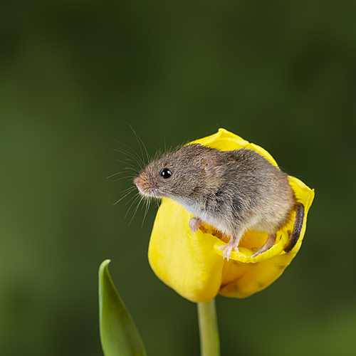 Cute harvest mice micromys minutus on yellow tulip flower foliage with neutral green nature background
