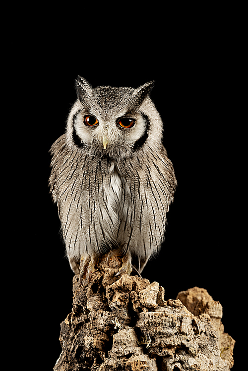 Beautiful portrait of Southern White Faced Owl Ptilopsis Granti in studio setting on black background with dramatic lighting