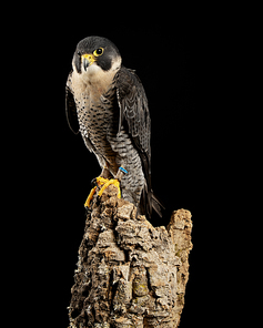 Beautiful portrait of Peregrine Falcon Falco Peregrinus in studio setting with dramatic lighting on black background