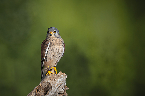 Beautiful portrait of Kestrel Falco Tinnunculus in studio setting on mottled green nature background