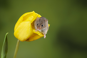 Cute harvest mice micromys minutus on yellow tulip flower foliage with neutral green nature background