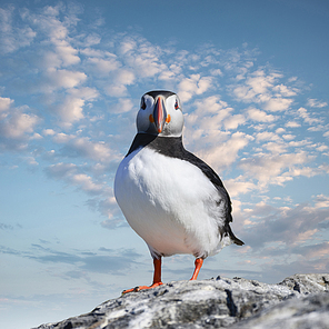 Beautiful Atlantic Puffin or Comon Puffin Fratercula Arctica in Northumberland England on bright Spring day