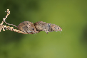 Cute harvest mice micromys minutus on wooden stick with neutral green background in nature