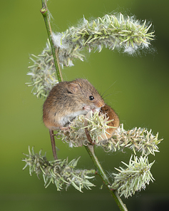 Cute harvest mice micromys minutus on white flower foliage with neutral green nature background