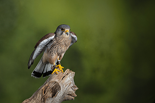 Beautiful portrait of Kestrel Falco Tinnunculus in studio setting on mottled green nature background