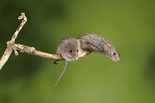 Cute harvest mice micromys minutus on wooden stick with neutral green background in nature