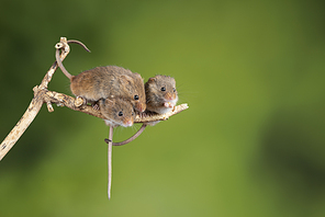 Cute harvest mice micromys minutus on wooden stick with neutral green background in nature