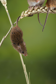 Cute harvest mice micromys minutus on wheat stalk with neutral green nature background