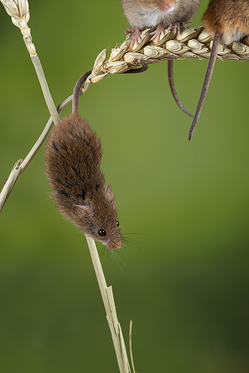 Cute harvest mice micromys minutus on wheat stalk with neutral green nature background