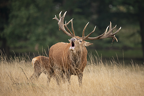 Beautiful red deer stag Cervus Elaphus in Autumn Fall woodland landscape during the rut mating seson