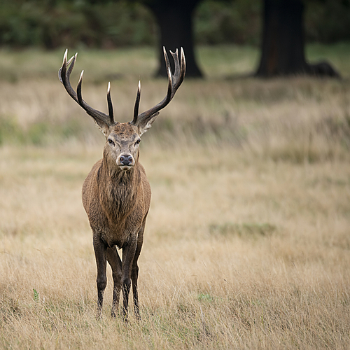 Beautiful red deer stag Cervus Elaphus in Autumn Fall woodland landscape during the rut mating seson