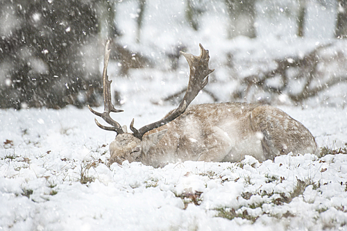 Image of fallow deer in forest landscape in Winter with snow on ground in heavy snow storm