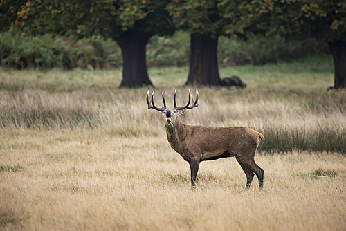 Beautiful red deer stag Cervus Elaphus in Autumn Fall woodland landscape during the rut mating seson