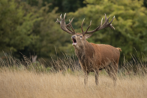 Beautiful red deer stag Cervus Elaphus in Autumn Fall woodland landscape during the rut mating seson