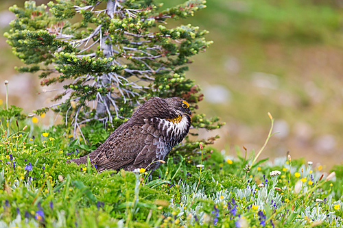 Blue Grouse displaying colors during mating season on a hillside covered with flowers meadow