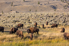 Wild buffalo  in Yellowstone National Park, USA