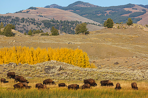 Wild buffalo  in Yellowstone National Park, USA