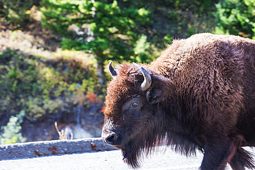 Wild buffalo  in Yellowstone National Park, USA