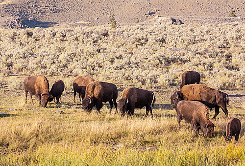 Wild buffalo  in Yellowstone National Park, USA