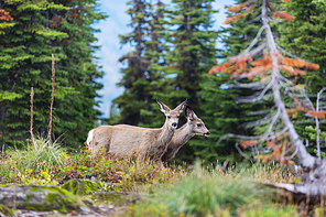 Deer in green meadow, USA