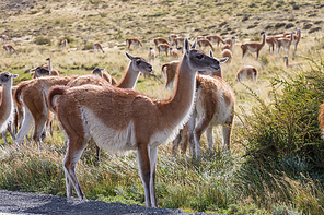 Wild Guanaco (Lama Guanicoe) in Patagonia prairie, Chile, South America