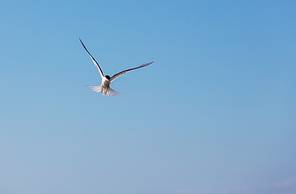 Sea gull on blue background