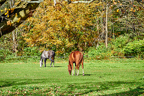 Horses grazing at a pasture in Vermont, USA.