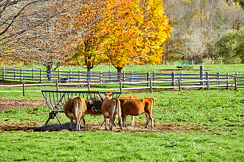 Cows grazing at a pasture in Vermont, USA.