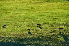 Cows grazing at a pasture near Sleepy Hollow Farm in Vermont, USA.