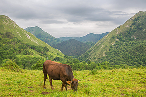 Cows in the Picos de Europa, Asturias. Farm land at the mountains, a very tourist place in Spain