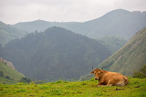 Cows in the Picos de Europa, Asturias. A very tourist place in Spain