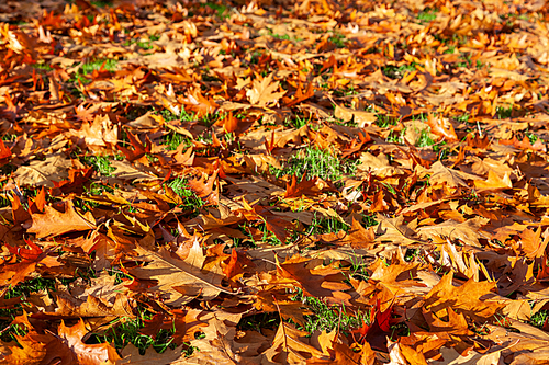 Golden brown Autumn Fall oak tree leaves on the ground, nature background picture
