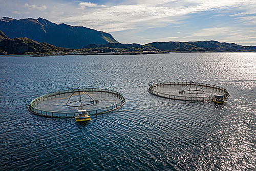 Farm salmon fishing in Norway. Norway is the biggest producer of farmed salmon in the world, with more than one million tonnes produced each year.