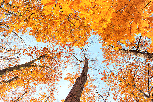 Maple trees with bright orange leaves in autumn park. Bottom view