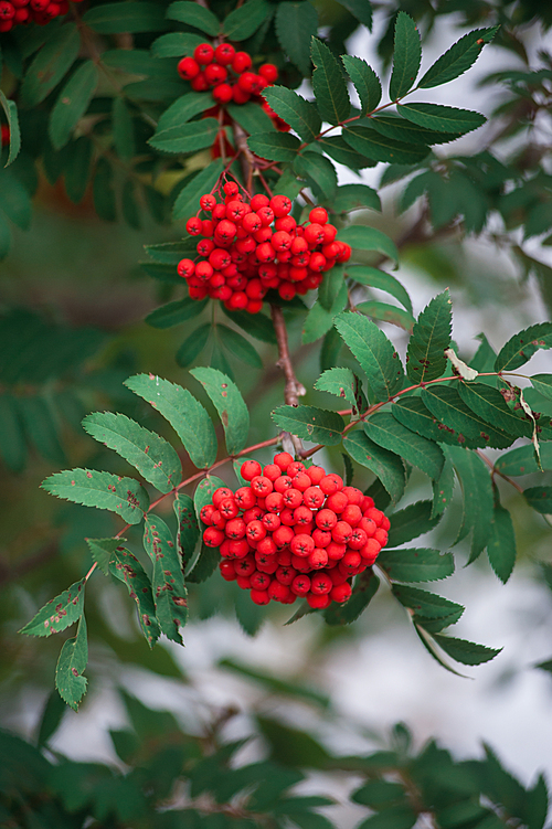 Rowan on a branch. Closeup vertical photo. Red rowan berries on rowan tree. Sorbus aucuparia.