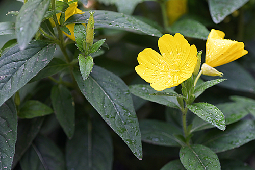 Evening primrose flowers in garden