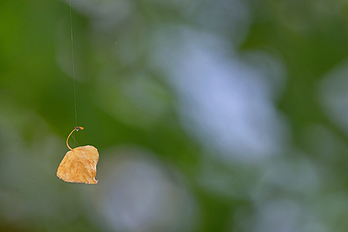 Single old leaf hanging on spiderweb in forest