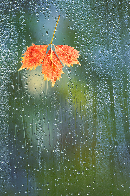 Autumn Leaves In Rainy Weather On The Window Glass