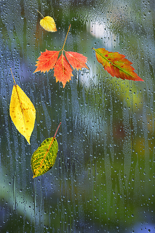 Autumn Leaves In Rainy Weather On The Window Glass