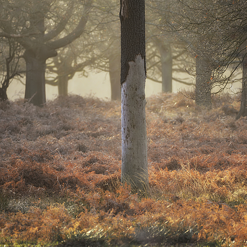 Beautiful Autumn Fall Winter forest woodland landscape scene