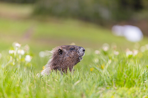 Wild marmot in its natural environment of mountains in summer season.