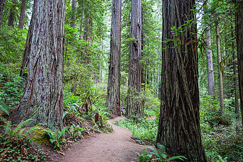 Sequoias forest in summer season